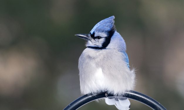 Rigaud couple helps launch Arbor Gallery’s new Arber Room