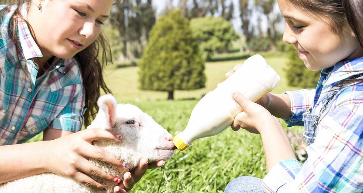 4-H Canada launches fundraising campaign