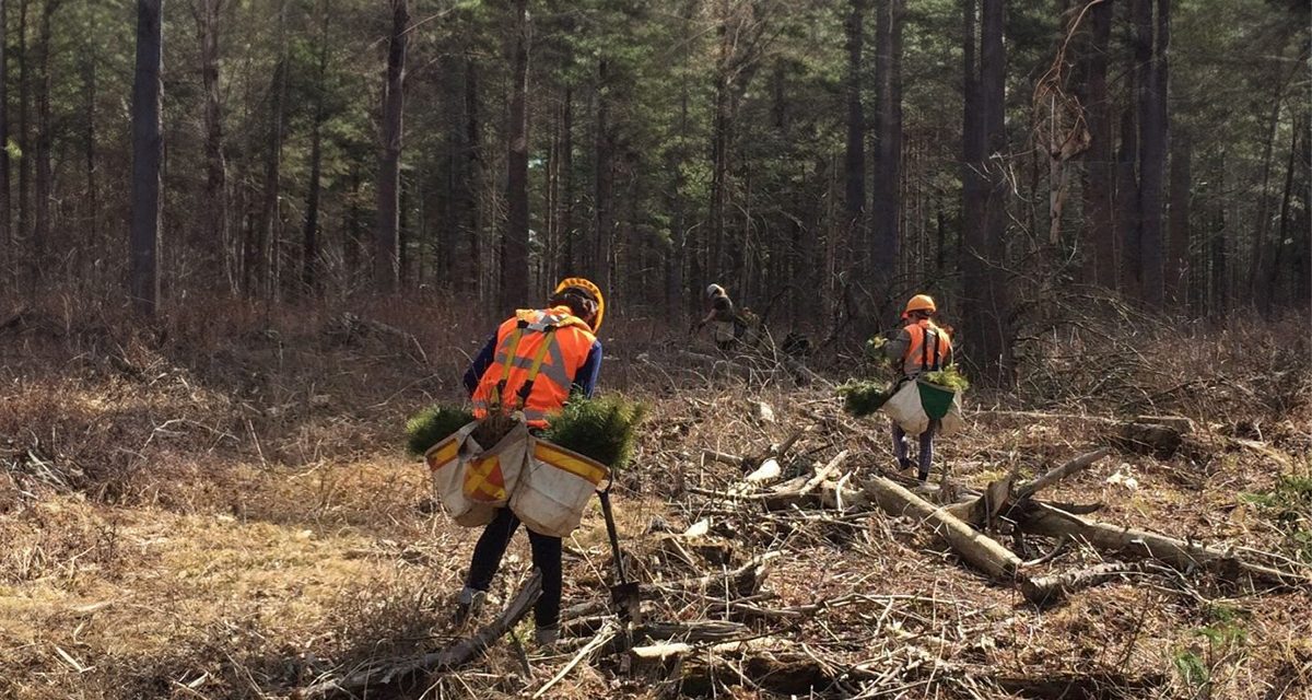 Plan your 2025 tree planting projects with SNC