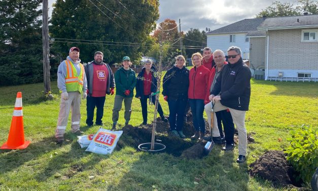 Greening garden area in Alexandria