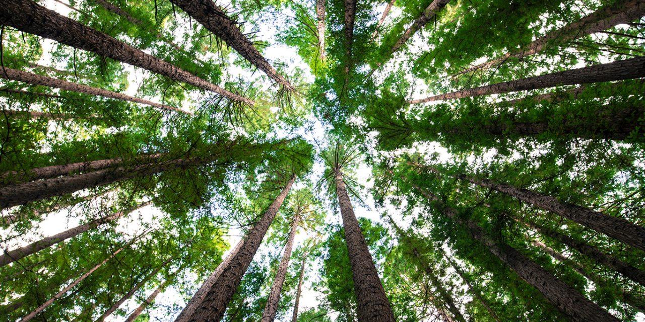 South Glengarry land to become county forest