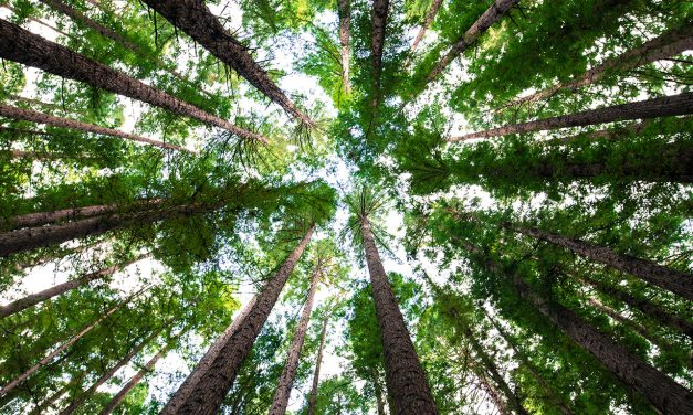 South Glengarry land to become county forest