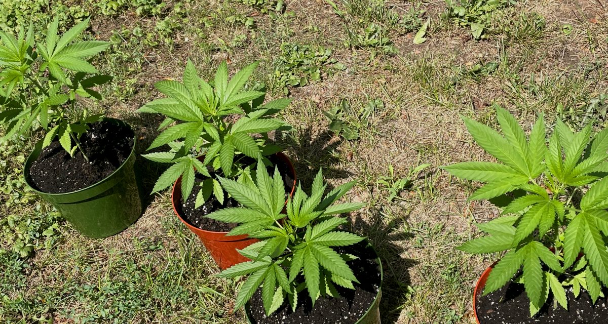 A conversation about cannabis, six years since legalization