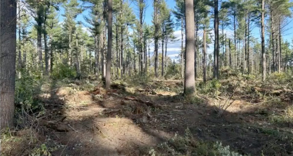White Pines to be purchased for regenerative planting
