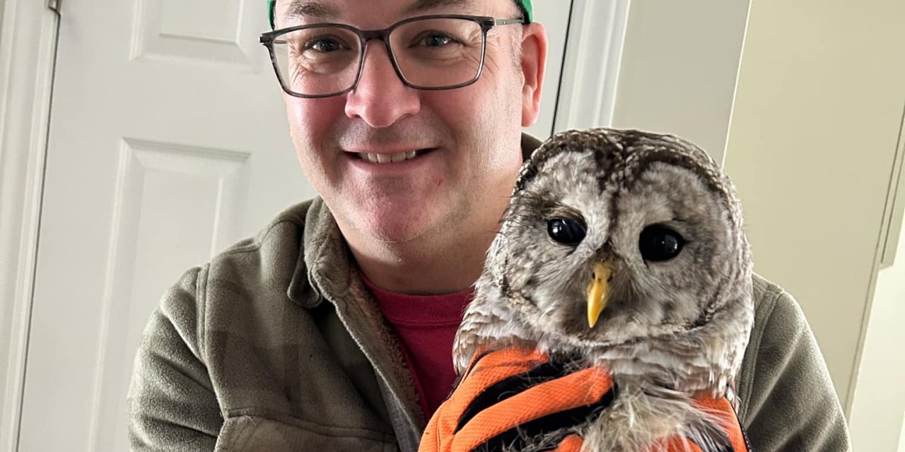 Vankleek Hill couple rescues owl