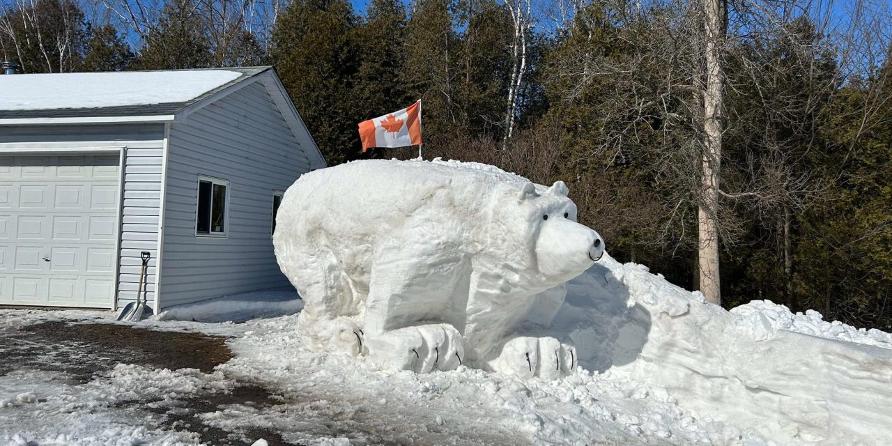 Polar bear spotted near Apple Hill