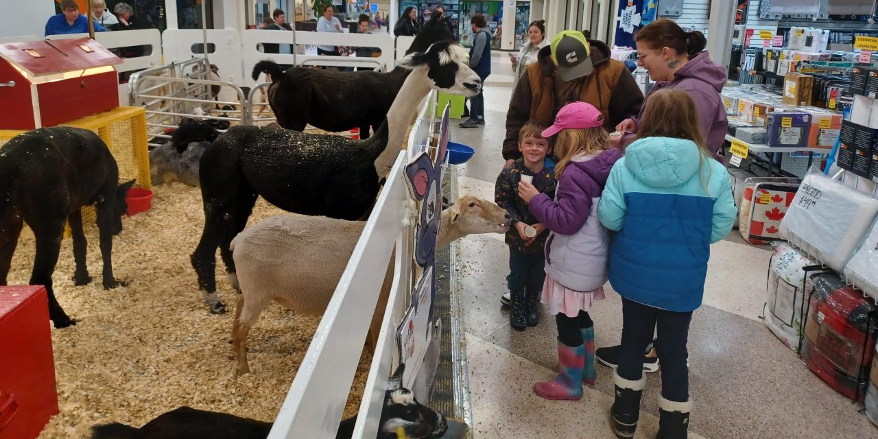 Easter petting zoo at Lachute mall