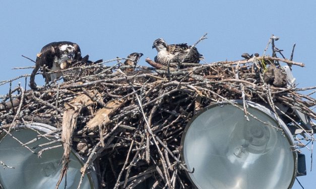 Lots of activity as ospreys return to 51ԹTV park