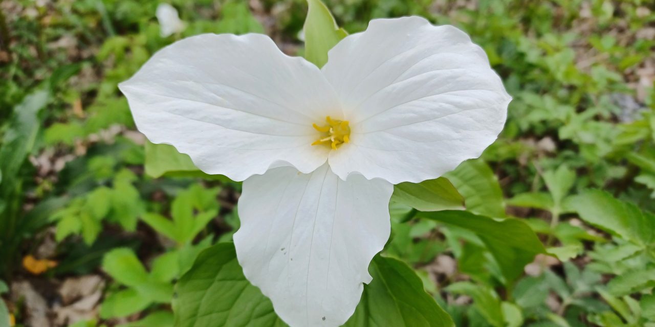 Trillium time