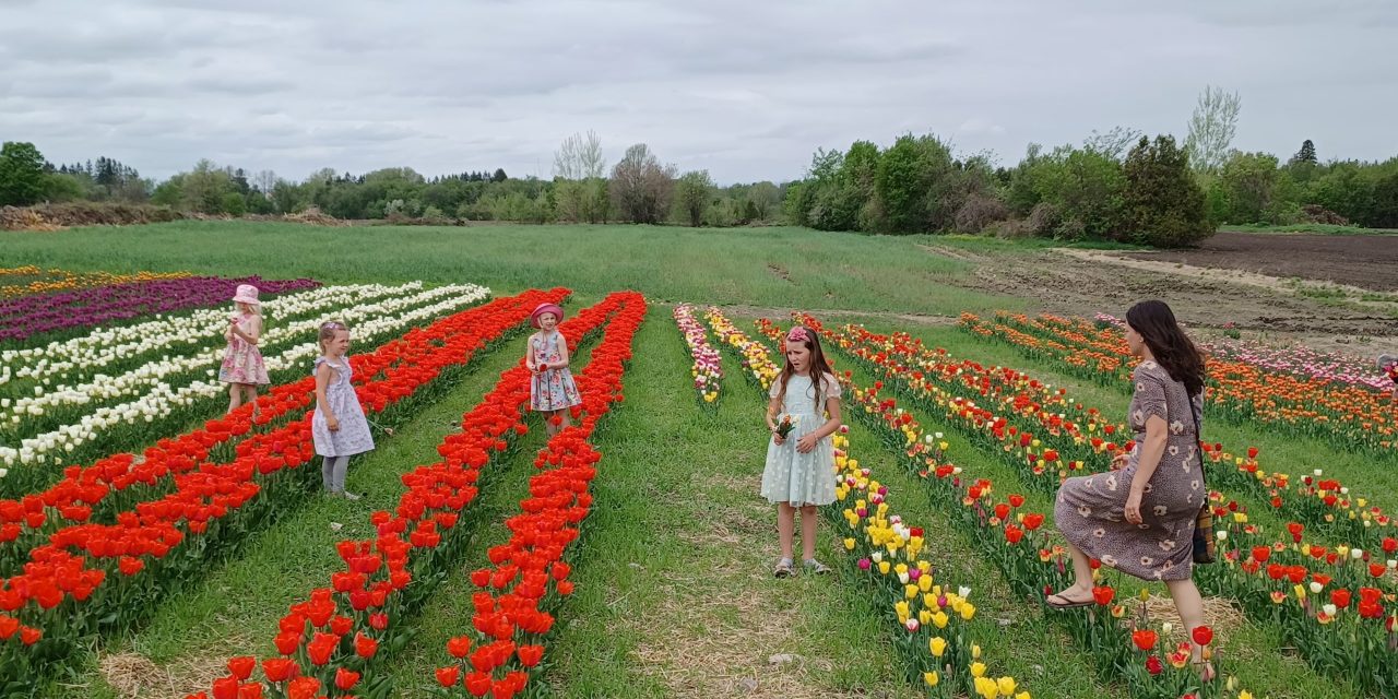 Full bloom at Vankleek Hill Tulip Fields