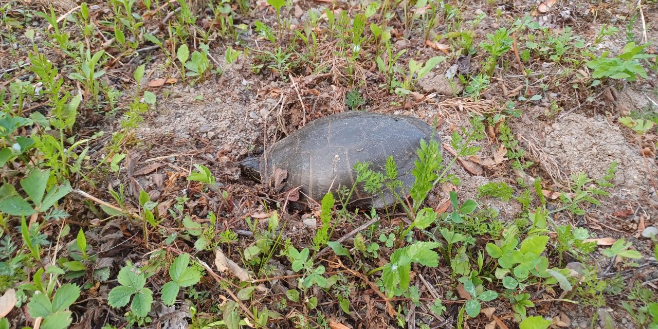 Egg laying season for turtles
