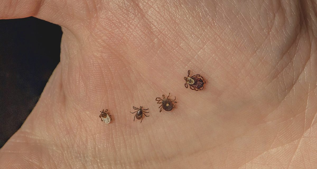 Protecting yourself and pets from ticks and tick-borne illnesses