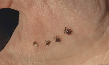 Protect yourself from tick and mosquito bite risks