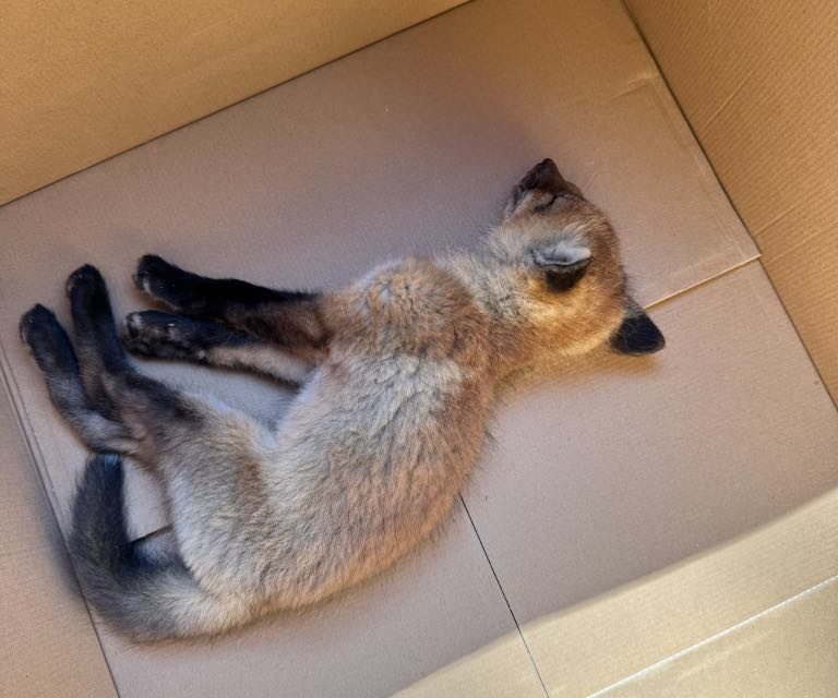 Fox in Chute-à-Blondeau had rabies normally found in bats