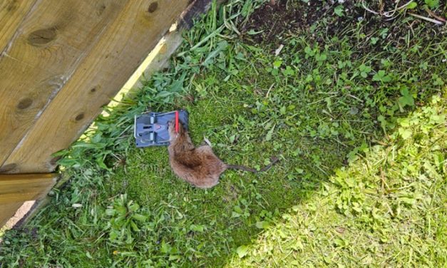 Rats! Roaming rodents a problem in Wendover