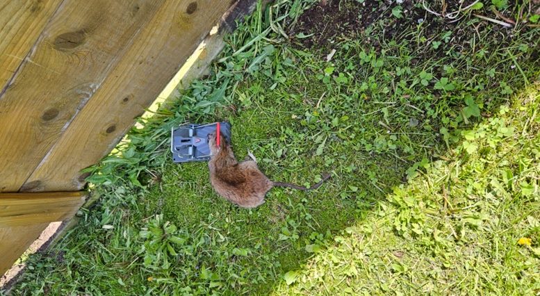 Rats! Roaming rodents a problem in Wendover