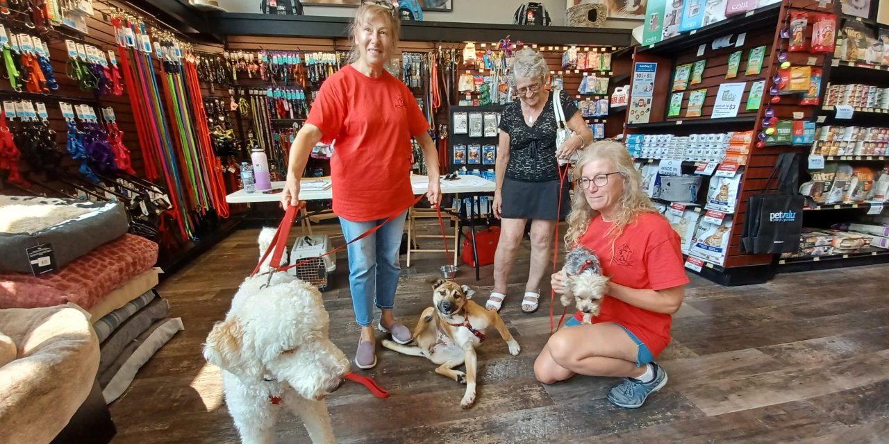 Meet and Greet for Animatch in Hawkesbury