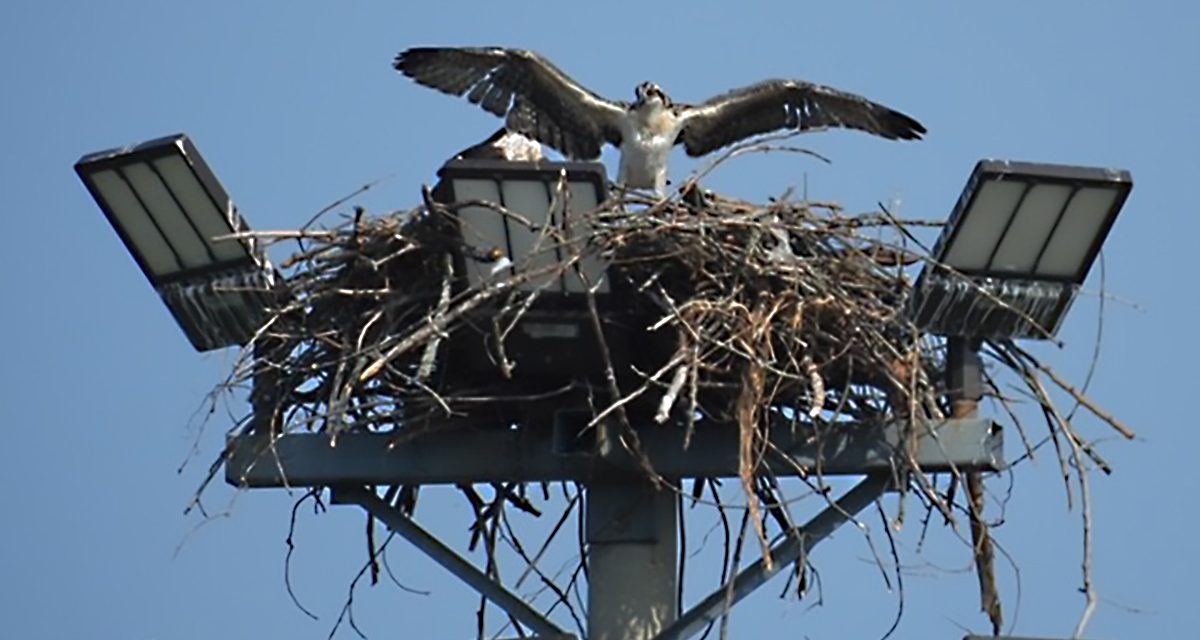 The Vankleek Hill and District Nature Society – An Association Worth Knowing