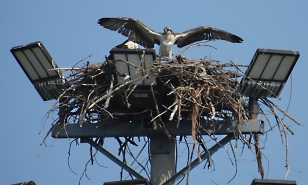 The Vankleek Hill and District Nature Society – An Association Worth Knowing