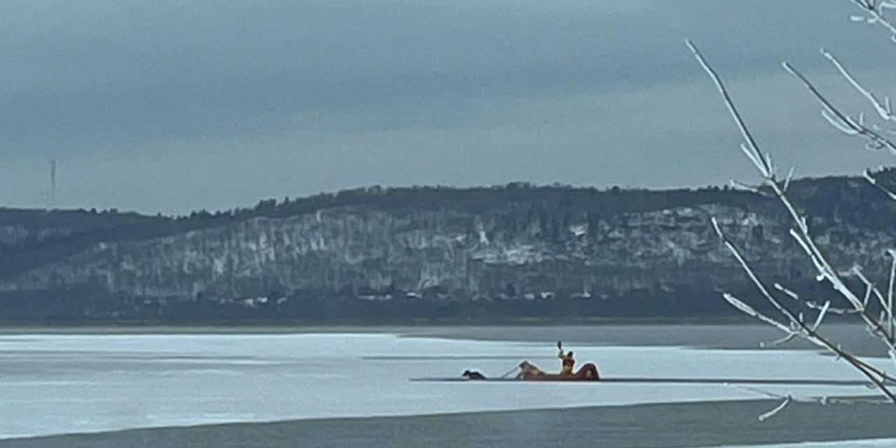 Deer rescued on Ottawa River