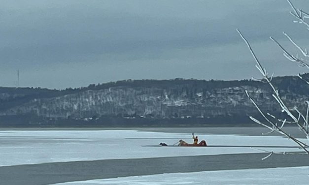 Deer rescued on Ottawa River