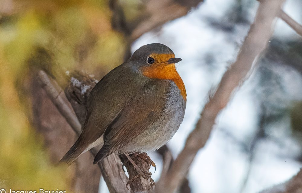 A rare Robin