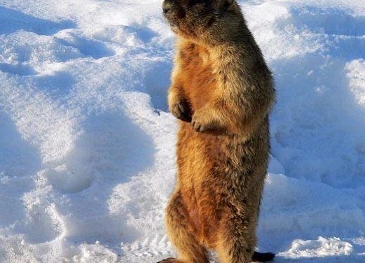 Victor says six more weeks of winter