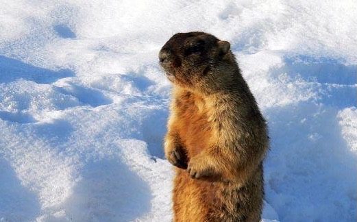 Victor says six more weeks of winter