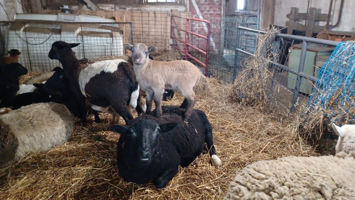 Lamb-a-rama at Kirkview Farms