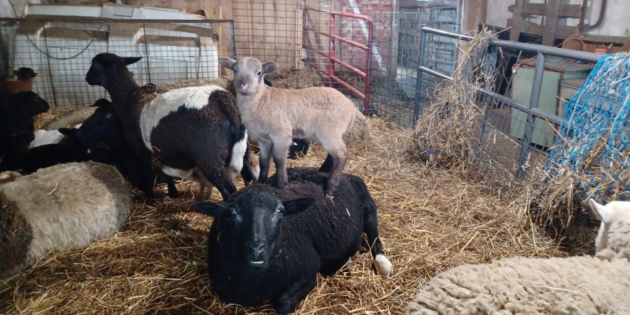 Lamb-a-rama at Kirkview Farms