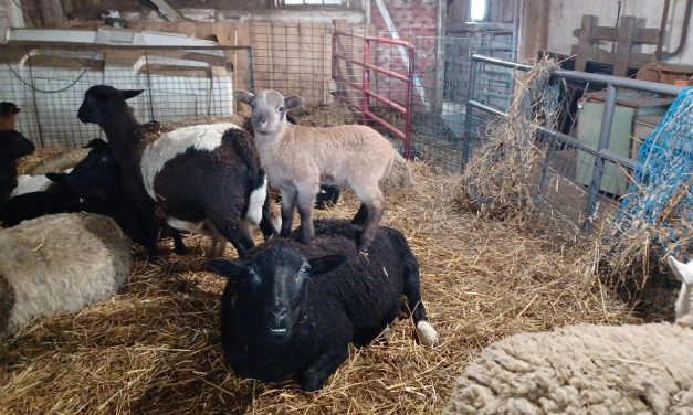 Lamb-a-rama at Kirkview Farms