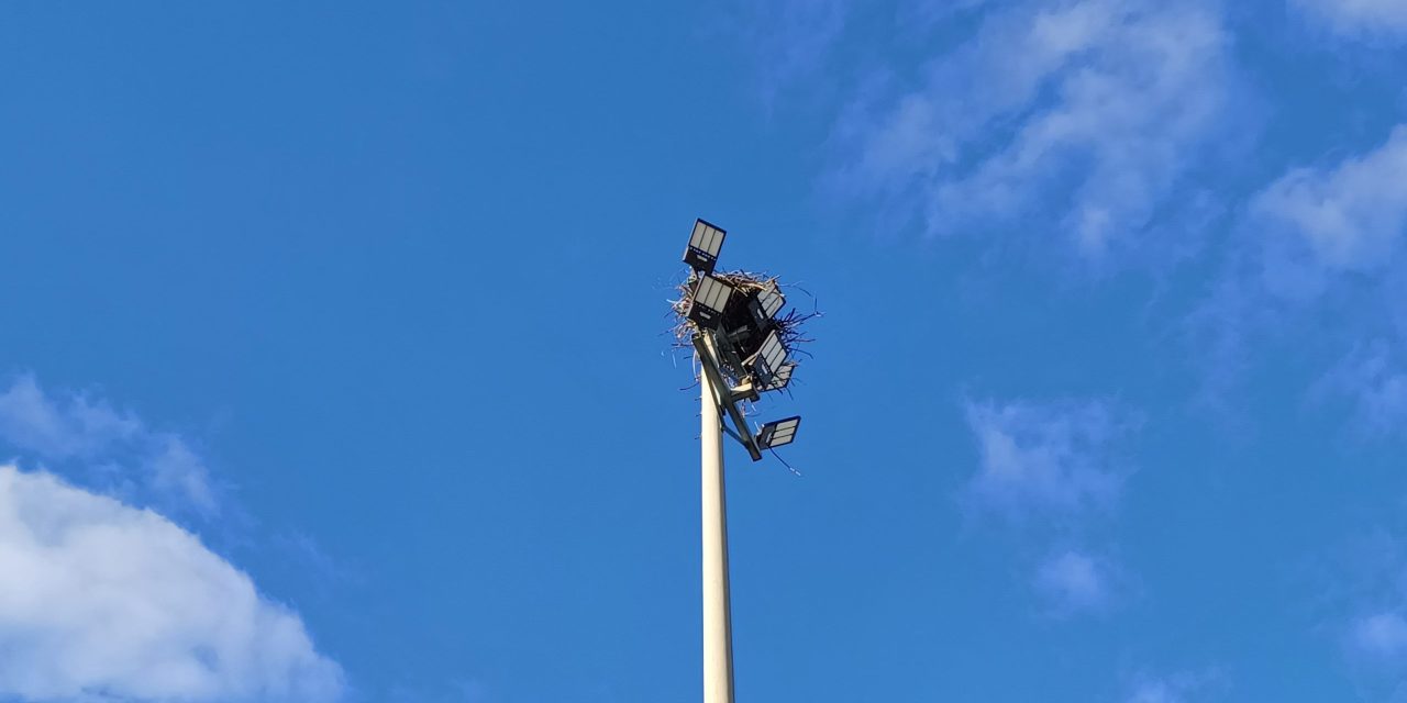 Nature society wants osprey signage in Hawkesbury