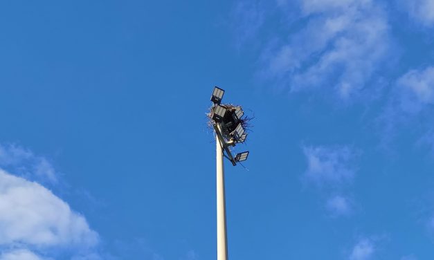 Nature society wants osprey signage in Hawkesbury