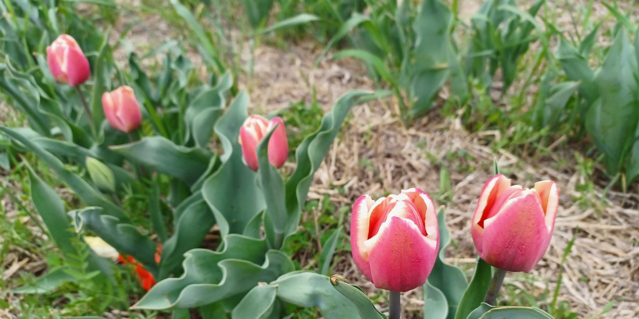 Tulip season is here in Vankleek Hill