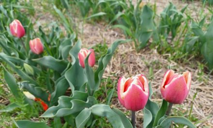 Tulip season is here in Vankleek Hill