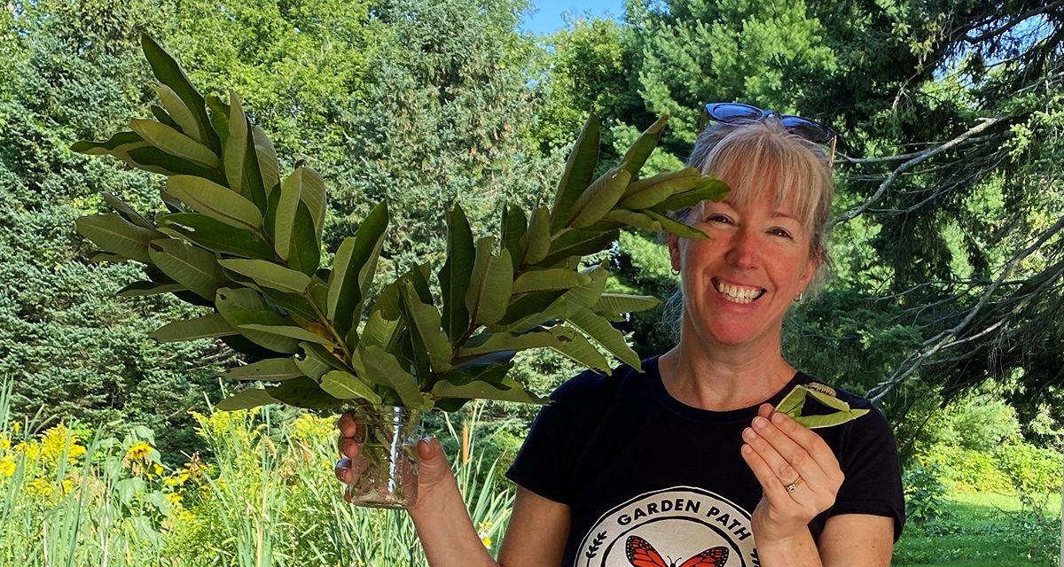 Milkweed; The plant every garden needs