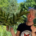 Milkweed; The plant every garden needs
