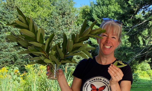 Milkweed; The plant every garden needs