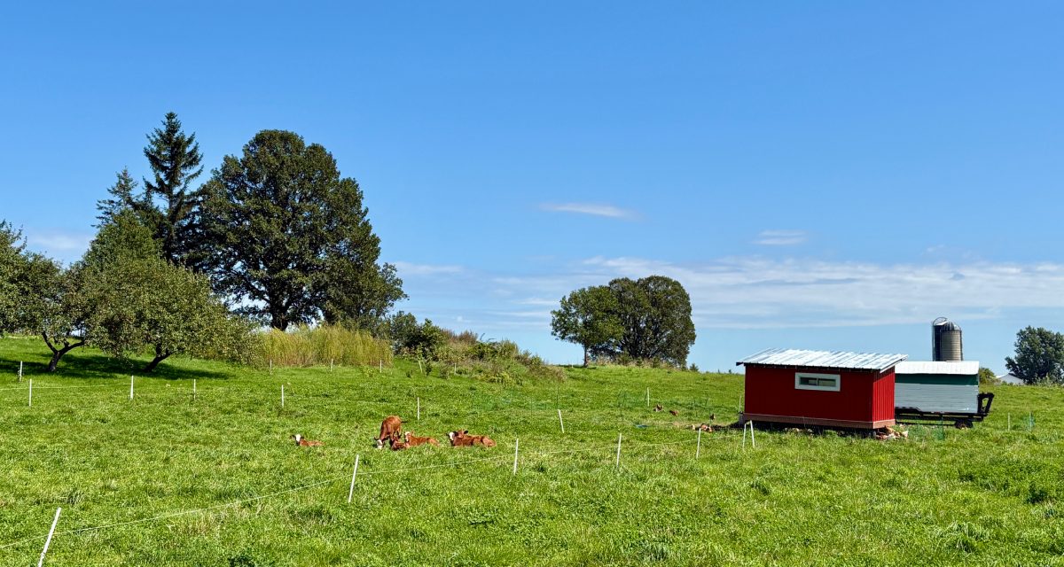 Kirkview Farms embraces regenerative agriculture to build a resilient future