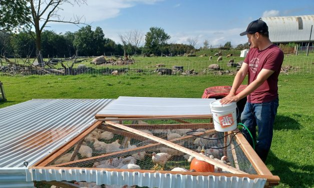 Glen Robertson farmers face frustration with Artisinal Chicken Program