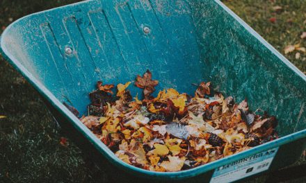 Temporary Fall organic waste drop-off for Champlain residents