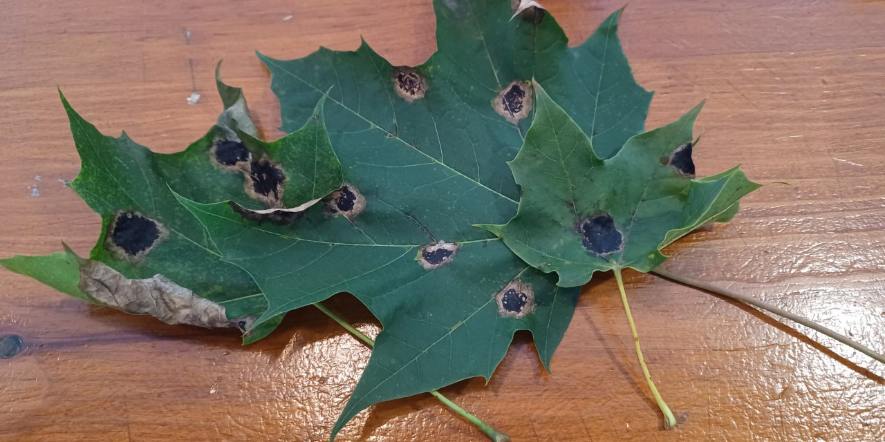 Black spots on maple leaves not a cause for concern
