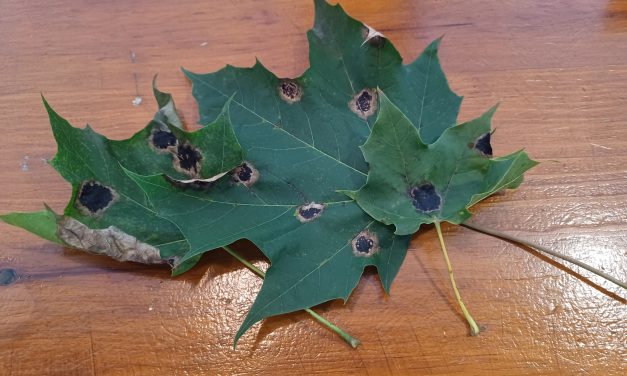 Black spots on maple leaves not a cause for concern