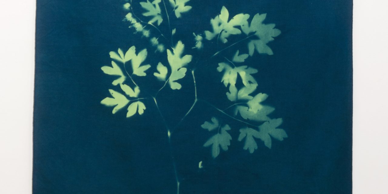 The Arbor Gallery Presents: Textilian / Textilia & In The Heart Of The Wilderness