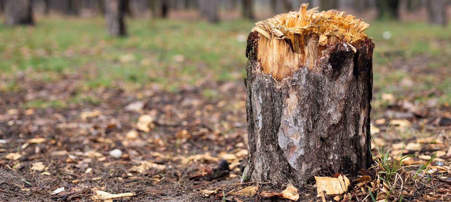 Tomahawk Attachments Your Guide to Stump Buckets