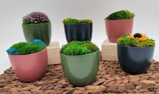 Preserved moss decorative pot, small plant