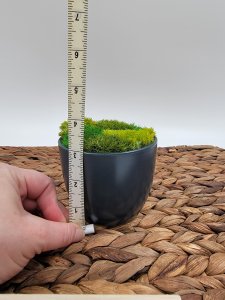 Preserved moss decorative pot, small plant