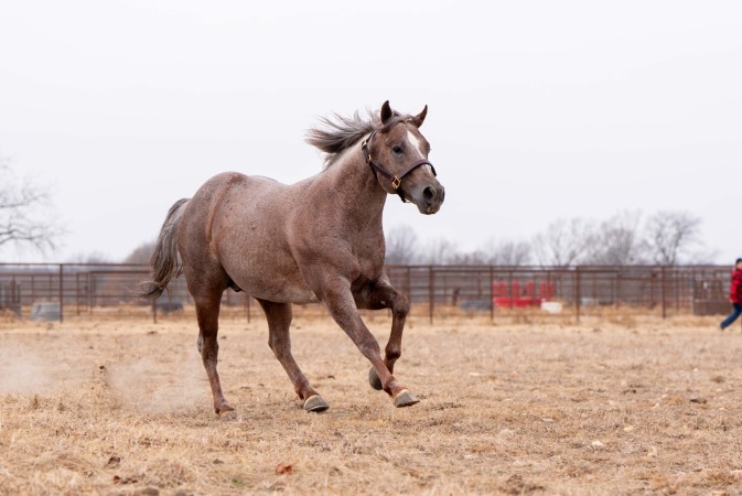 Kim Bryant - Stevie Rey Boon