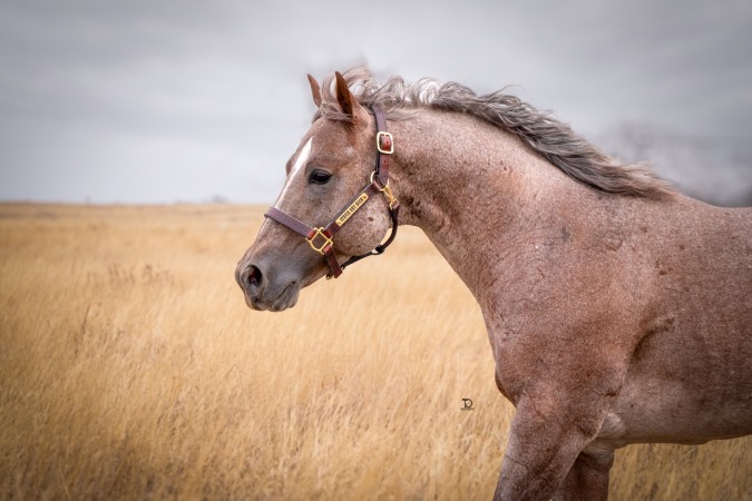 Kim Bryant - Stevie Rey Boon