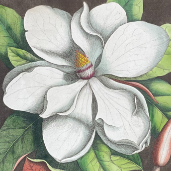 Catesby